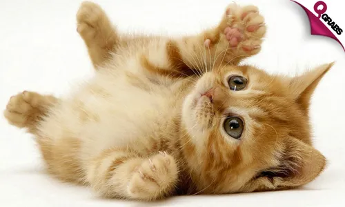 Essential Cat & Kitten Care Online Course!